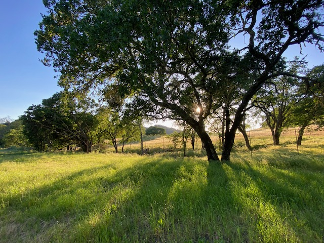 Oak tree sunset pic Oak tree sunset pic